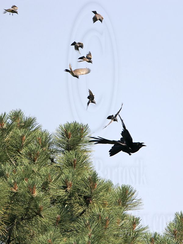 _MG_3731 Cassins Kingbird mobbing Common Raven.jpg