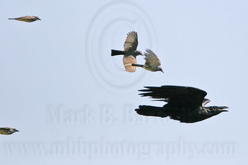 _MG_3736 Cassins Kingbird mobbing Common Raven.jpg