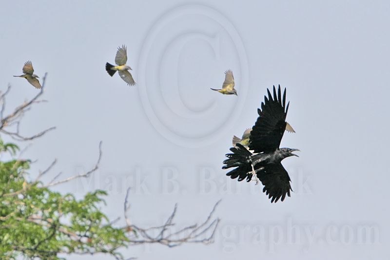 _MG_3767 Cassins Kingbird mobbing Common Raven.jpg