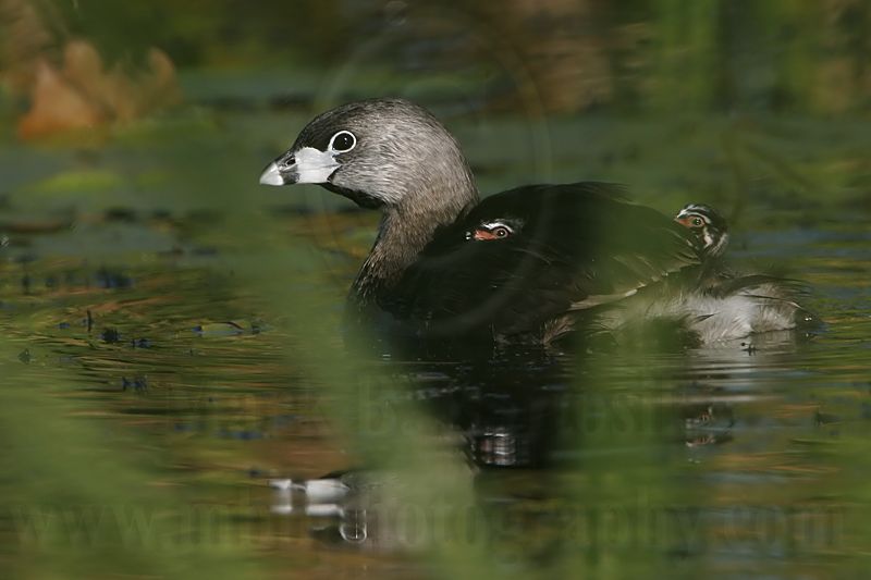 _MG_4128 Pied-billed Grebe.jpg