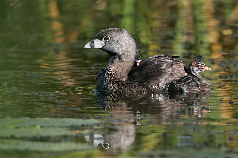 _MG_4339 Pied-billed Grebe.jpg