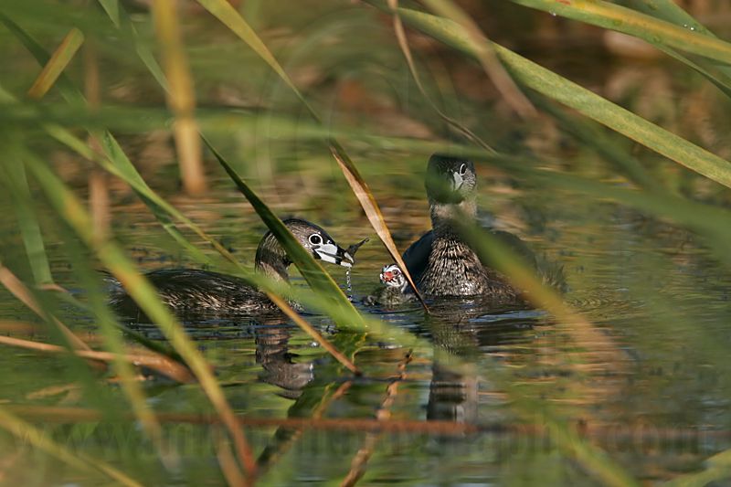 _MG_3786 Pied-billed Grebe.jpg