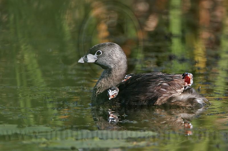 _MG_4505 Pied-billed Grebe.jpg