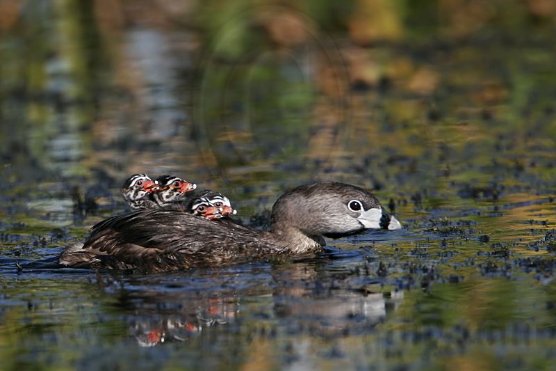 _MG_4978 Pied-billed Grebe.jpg