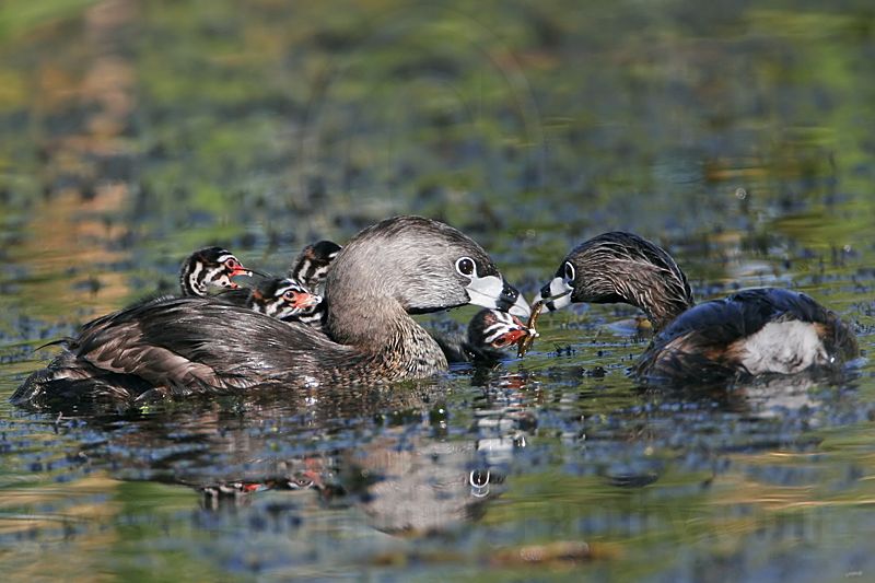 _MG_4996 Pied-billed Grebe.jpg