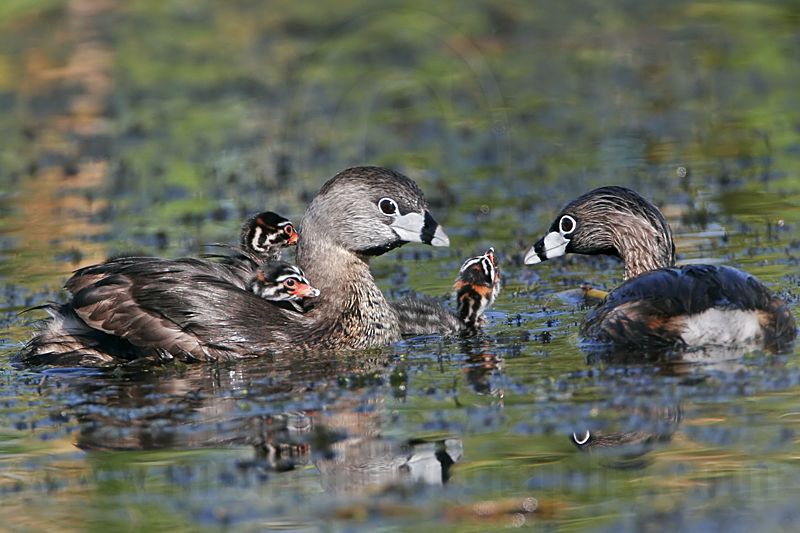 _MG_4997 Pied-billed Grebe.jpg