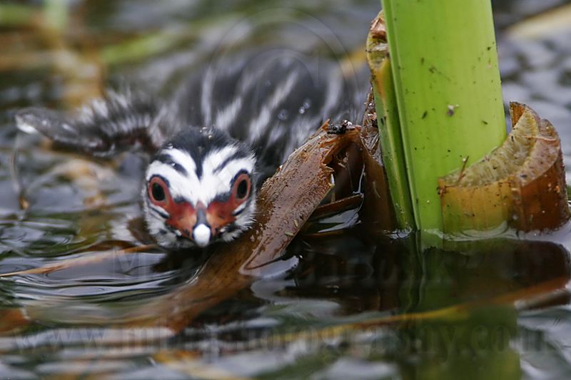 _MG_7380 Pied-billed Grebe.jpg