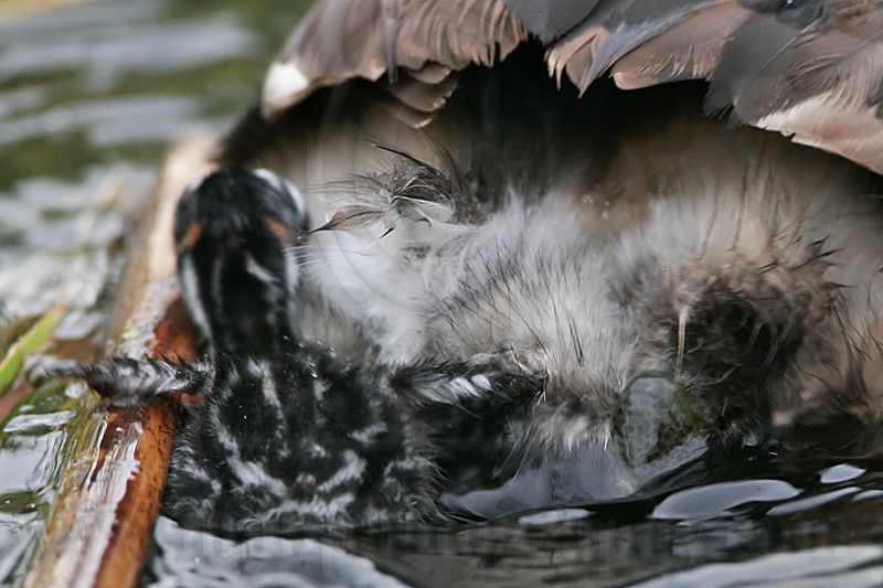 _MG_7413 Pied-billed Grebe.jpg