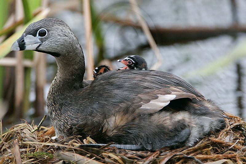 _MG_7536 Pied-billed Grebe.jpg