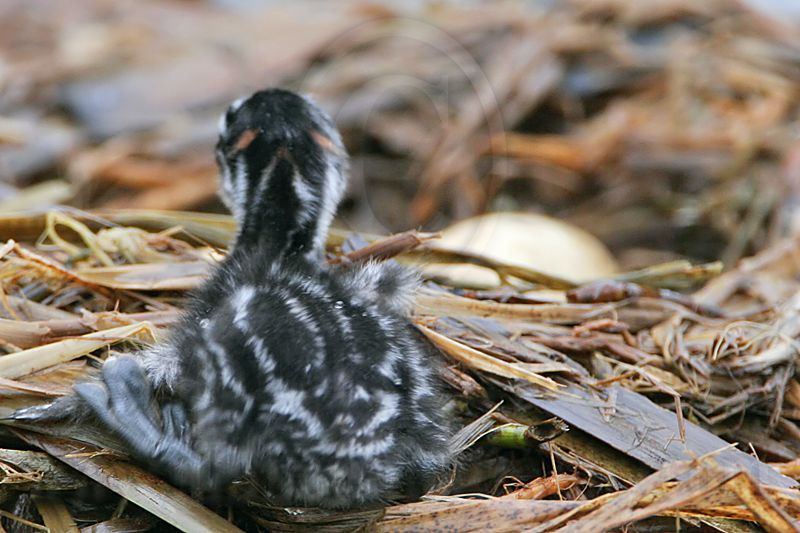_MG_7746 Pied-billed Grebe.jpg