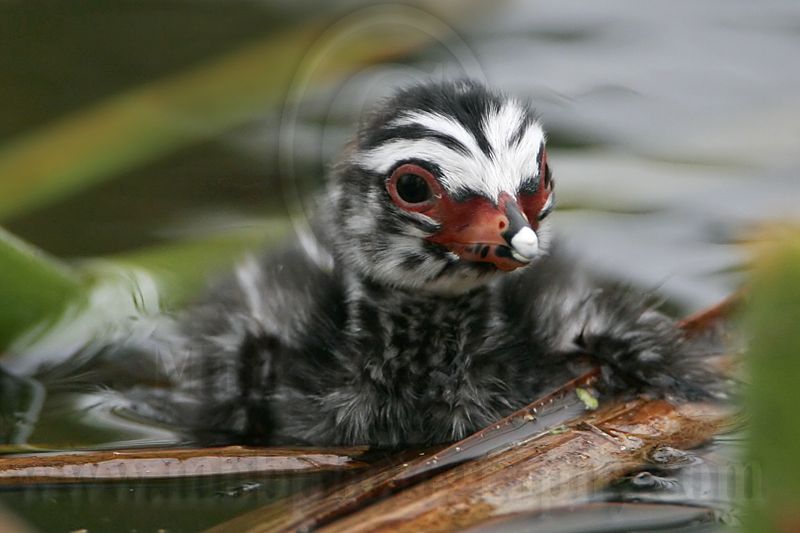 _MG_7771 Pied-billed Grebe.jpg