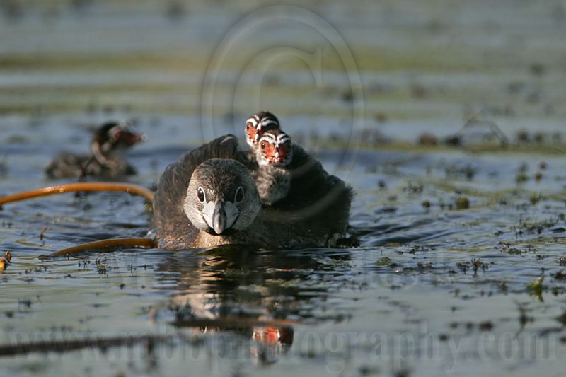 _MG_0202 Pied-billed Grebe.jpg