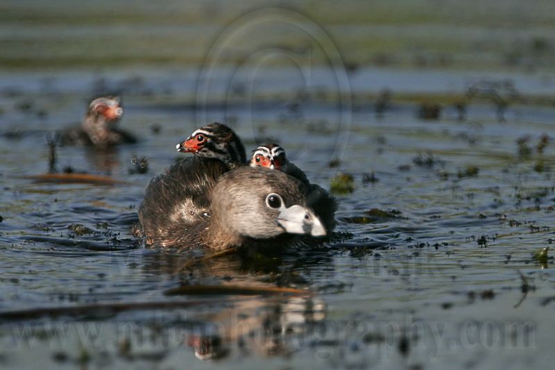 _MG_0204 Pied-billed Grebe.jpg
