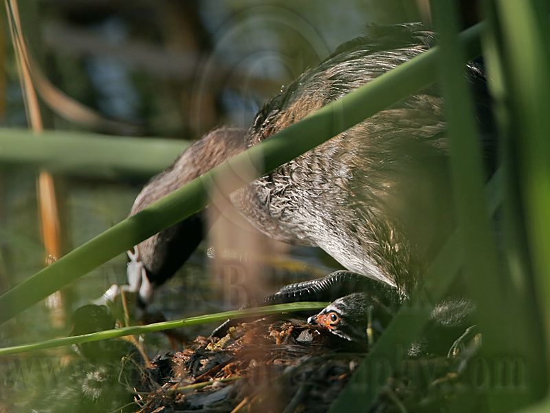 _MG_0783 Pied-billed Grebe.jpg