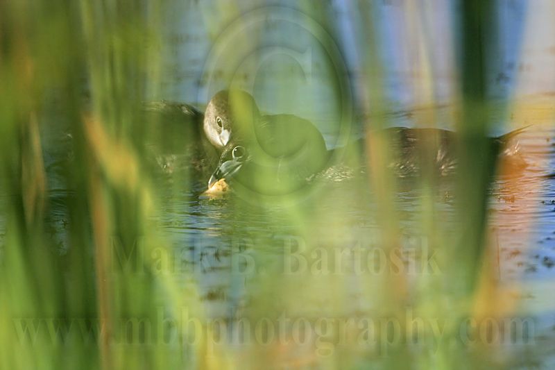 _MG_0878 Pied-billed Grebe.jpg