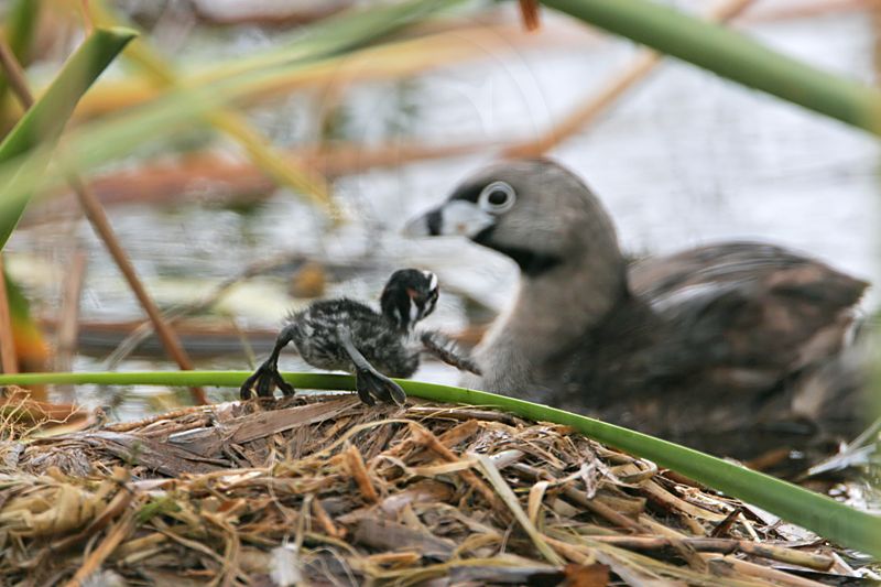 _MG_8100 Pied-billed Grebe.jpg