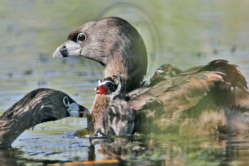 _MG_9169 Pied-billed Grebe.jpg