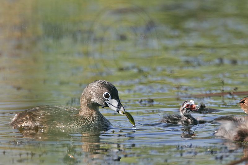 _MG_9279 Pied-billed Grebe.jpg