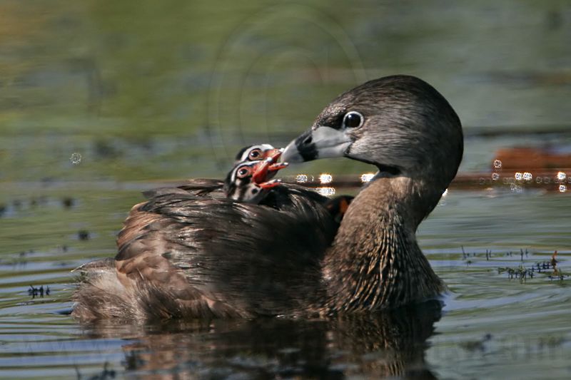 _MG_9524 Pied-billed Grebe.jpg