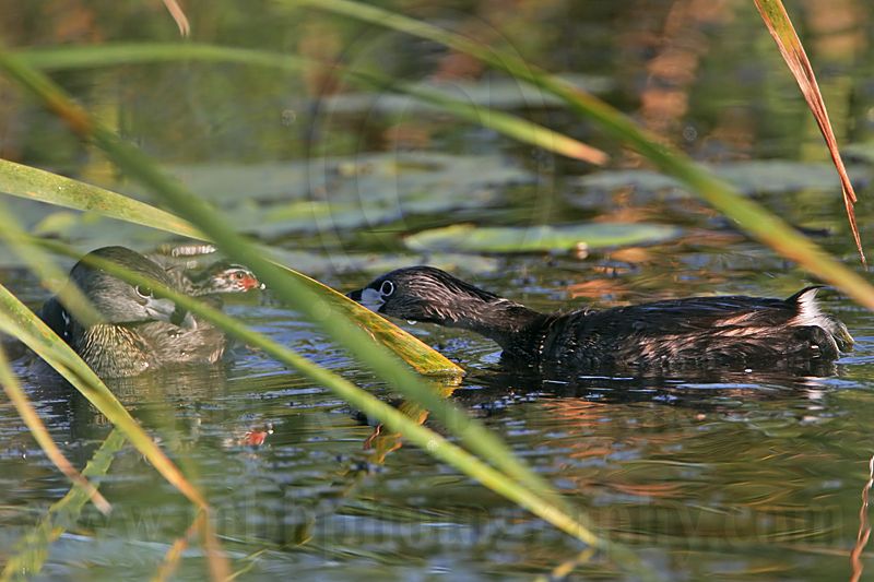_MG_3678 Pied-billed Grebe.jpg