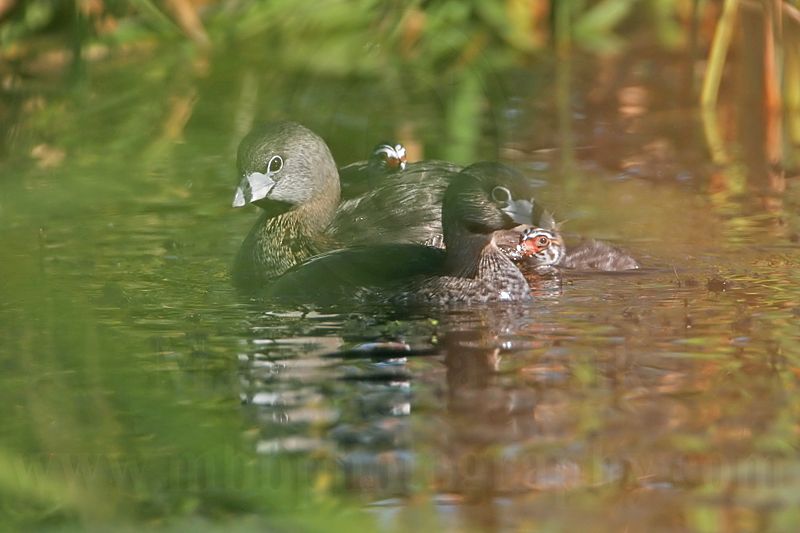 _MG_4601 Pied-billed Grebe.jpg