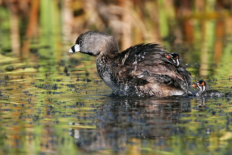_MG_4718 Pied-billed Grebe.jpg