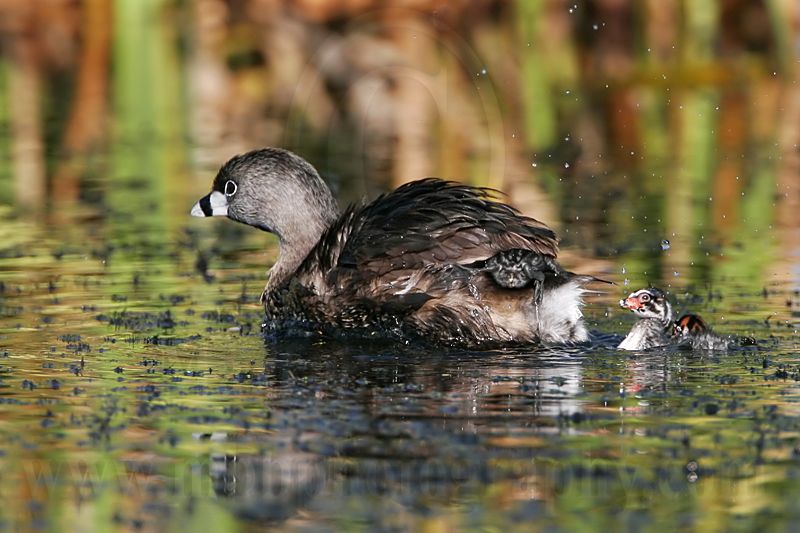 _MG_4719 Pied-billed Grebe.jpg