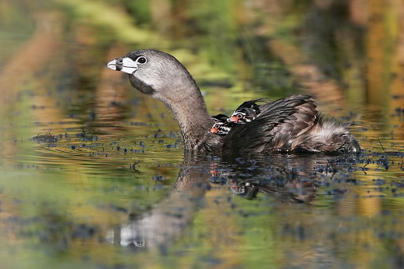 _MG_4908 Pied-billed Grebe.jpg