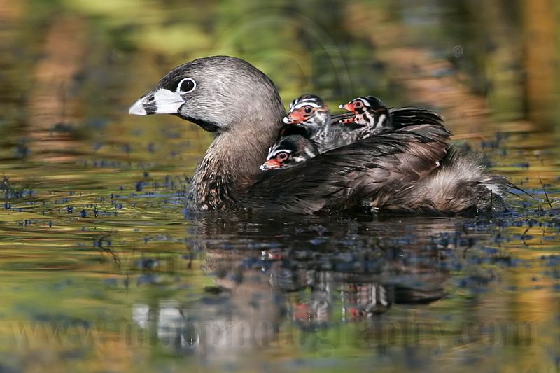 _MG_4956 Pied-billed Grebe.jpg