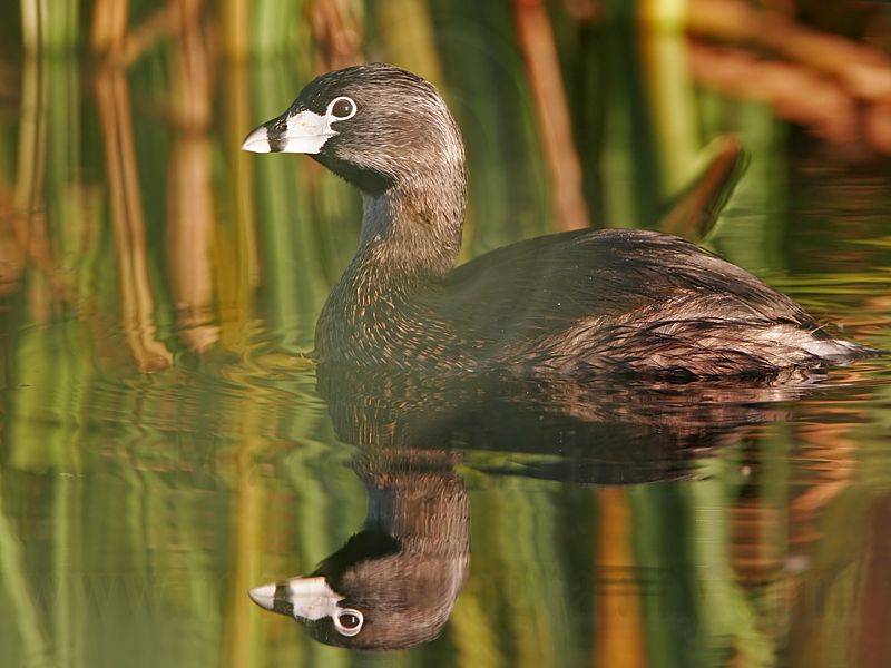 _MG_2957 Pied-billed Grebe.jpg