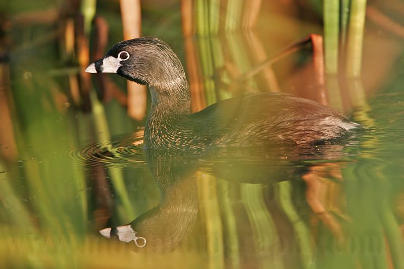 _MG_2976 Pied-billed Grebe.jpg