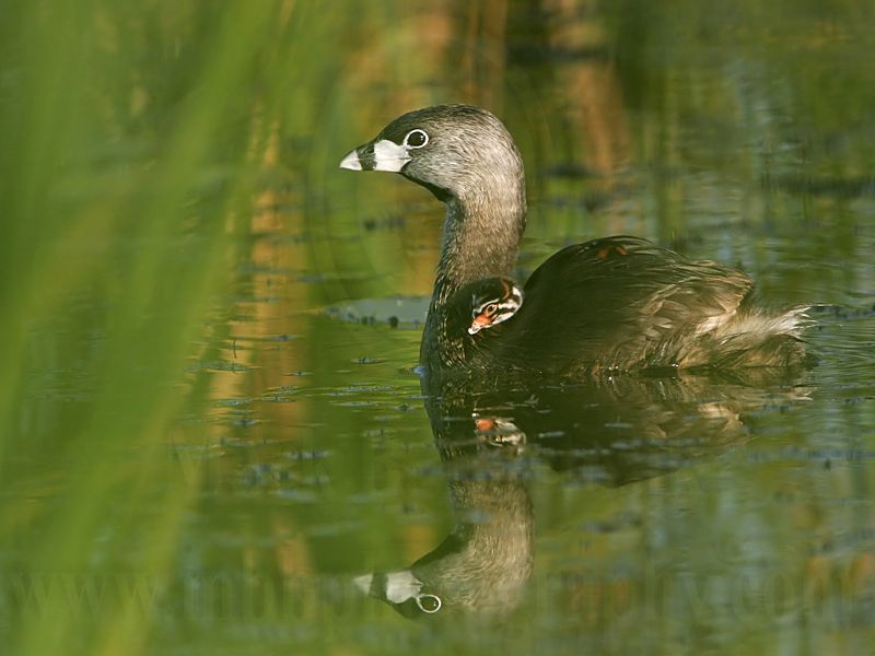 _MG_3397 Pied-billed Grebe.jpg