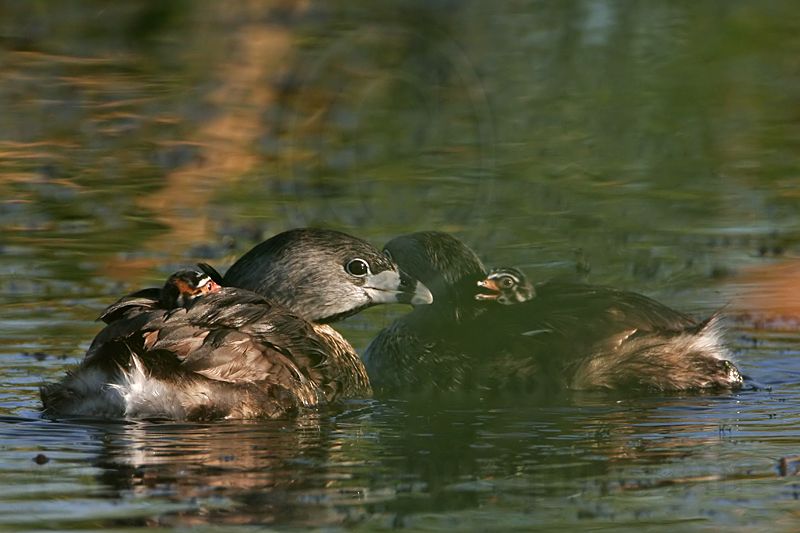 _MG_3610 Pied-billed Grebe.jpg