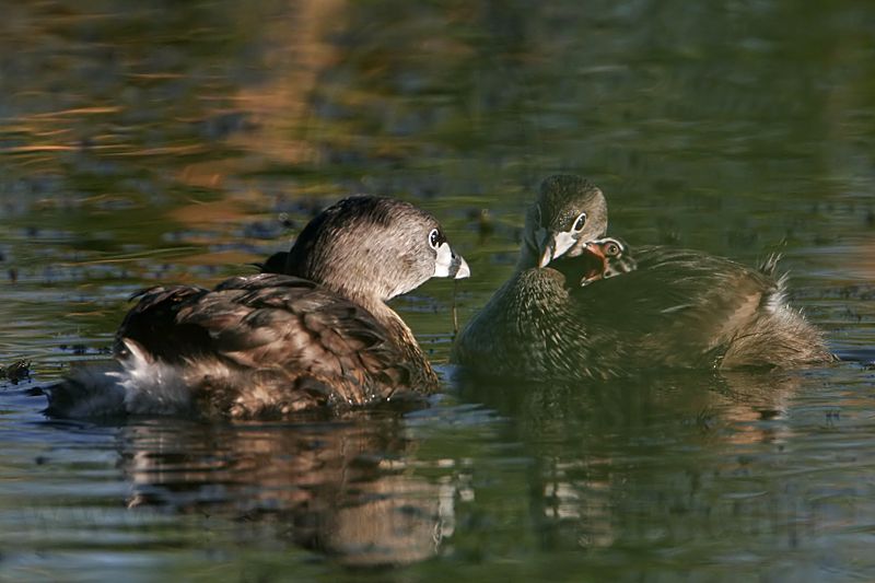 _MG_3613 Pied-billed Grebe.jpg