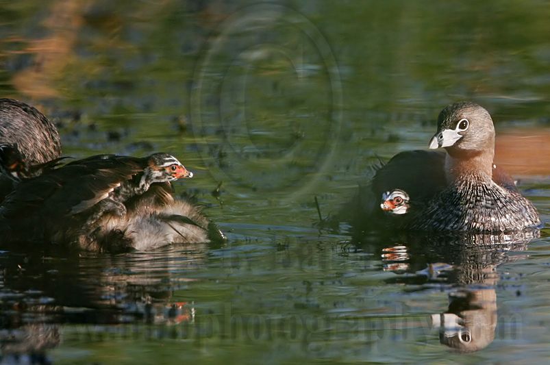 _MG_3619 Pied-billed Grebe.jpg