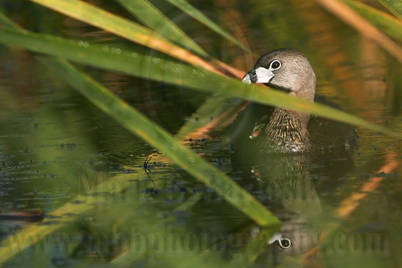 _MG_3694 Pied-billed Grebe.jpg