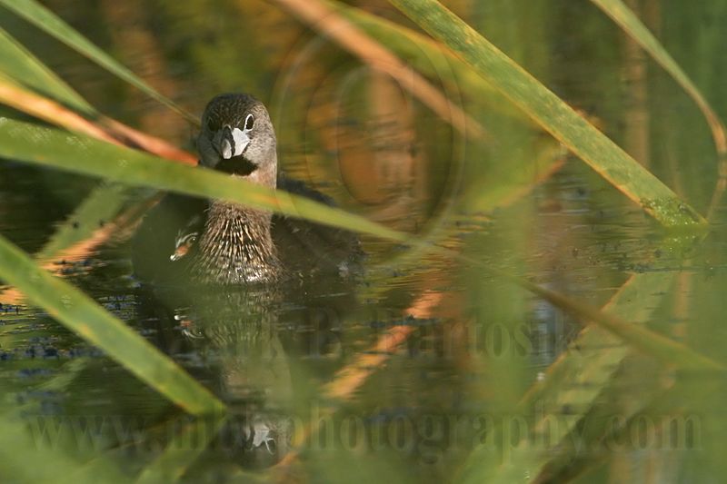 _MG_3698 Pied-billed Grebe.jpg