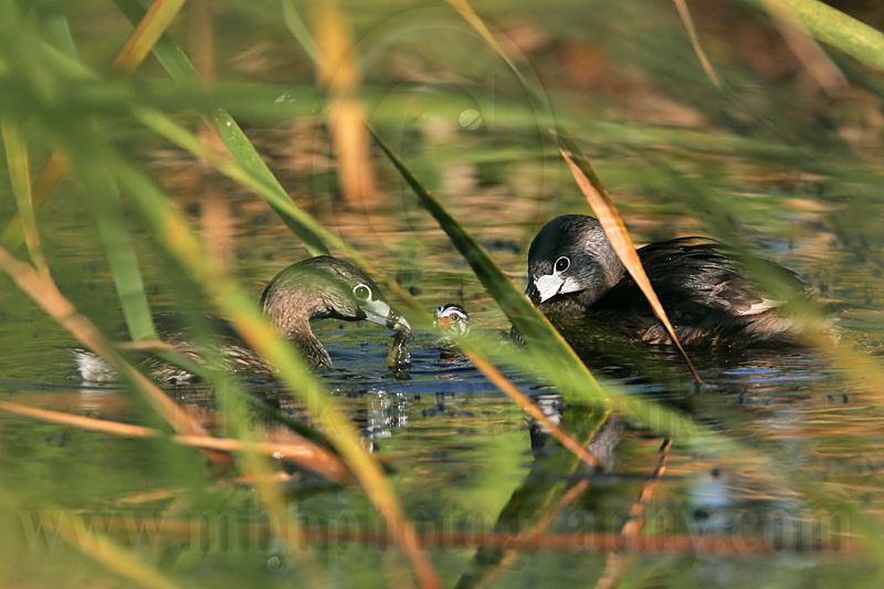 _MG_3771 Pied-billed Grebe.jpg