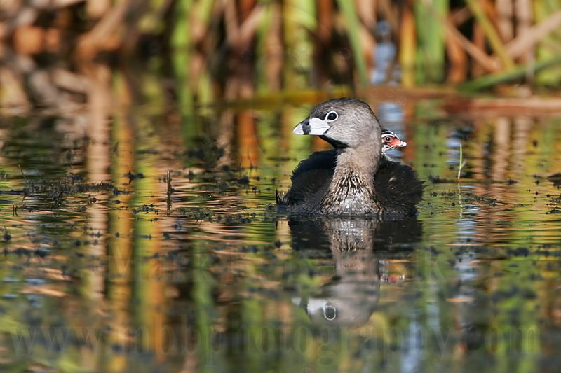 _MG_4627 Pied-billed Grebe.jpg