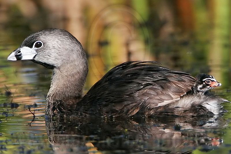 _MG_4774crop Pied-billed Grebe.jpg