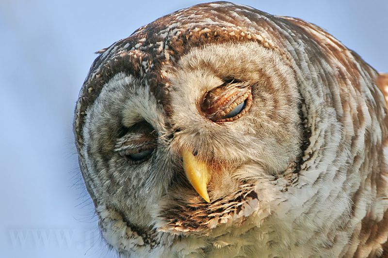 _MG_3663 Barred Owl.jpg