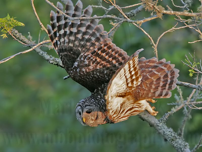 _MG_3732 Barred Owl.jpg