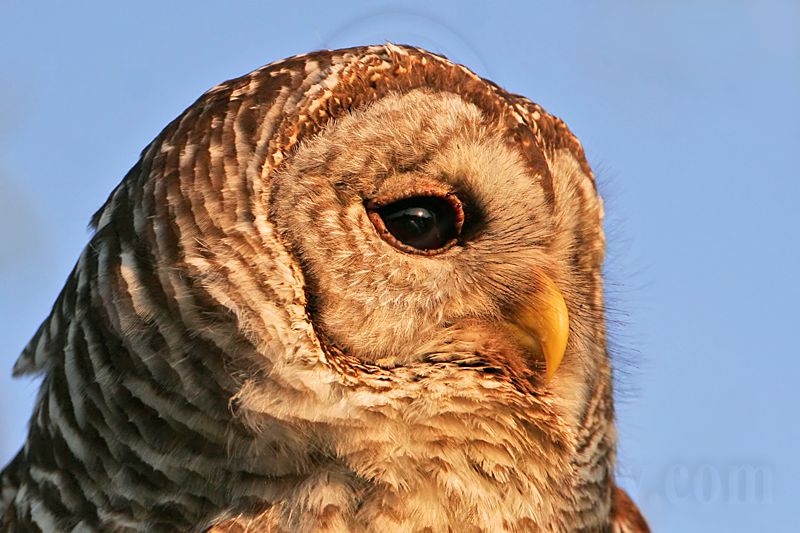 _MG_3857 Barred Owl.jpg