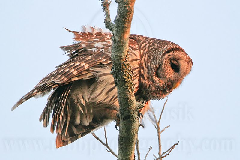 _MG_4469 Barred Owl.jpg
