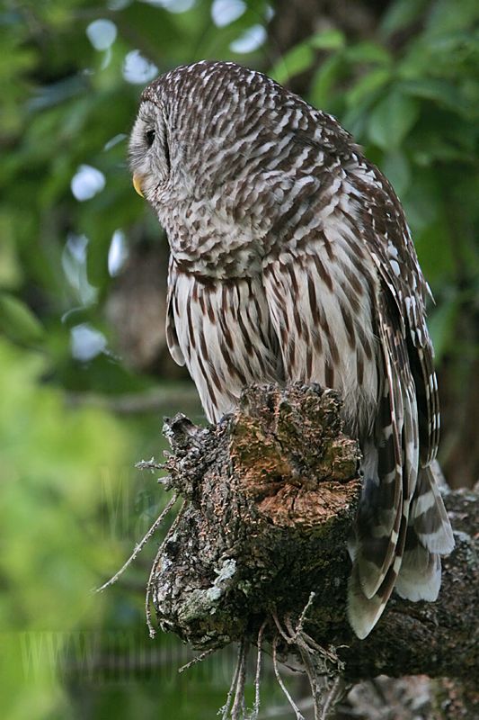 _MG_4649 Barred Owl.jpg