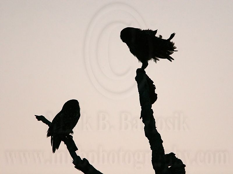 _MG_4998  Barred Owl.jpg