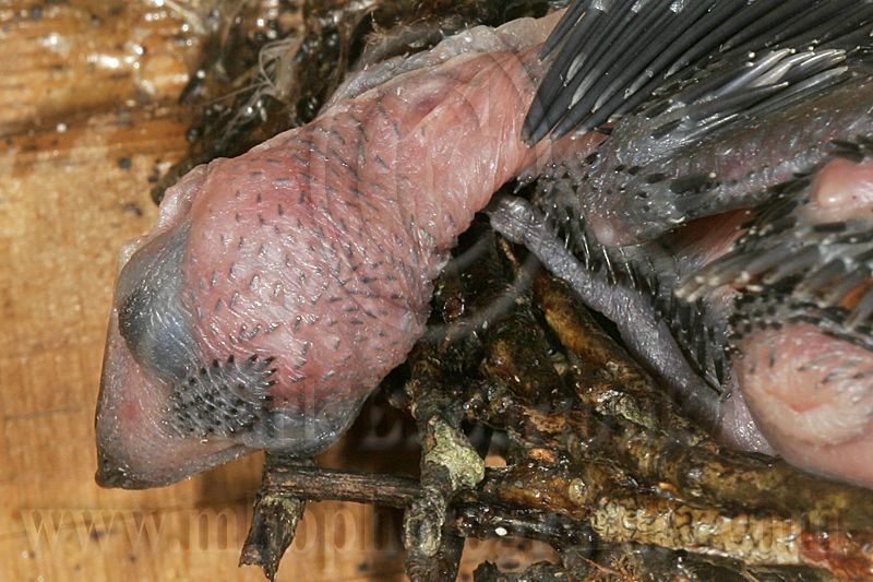 _MG_7528 Chimney Swift.jpg