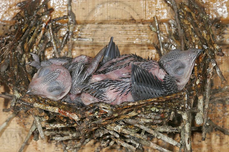 _MG_7590 Chimney Swift.jpg