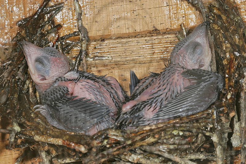 _MG_7652 Chimney Swift.jpg