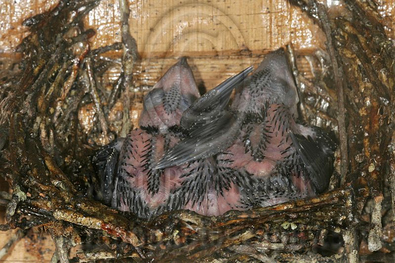 _MG_7663 Chimney Swift.jpg